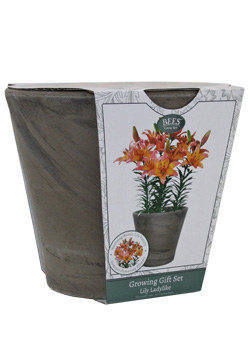 Lily Planter